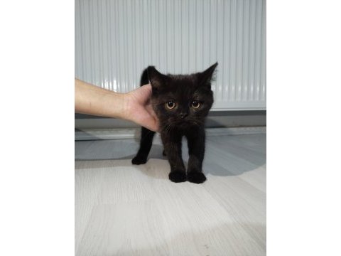 Ragdoll ve scottish fold kırması