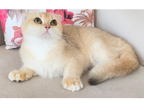 Scottish fold golden ırk garantili dişi