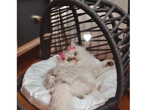 British golden tabby uygun puanlı
