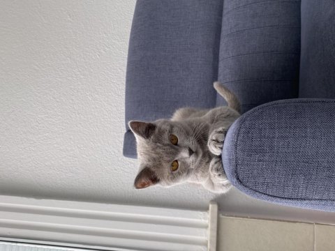 1 yaşında ponçik british shorthair
