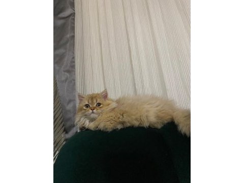 Tek kalan 3 aylık kedim