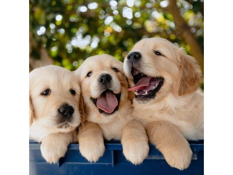 Golden retriever safkan