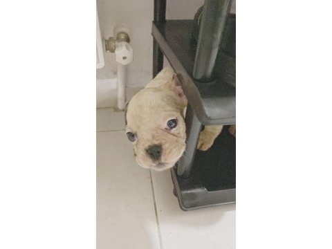 French bulldog yavrularımız safkan ırk garantili