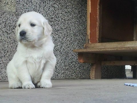 Golden retriever yavruları