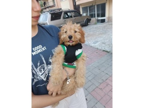 Zorunluluktan poodle sahiplendirme