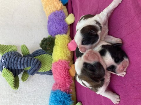 Şitzu shih tzu