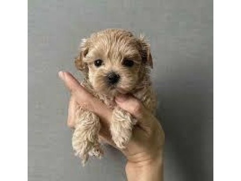 Orijinal avuç kadar teacup kore maltipoo