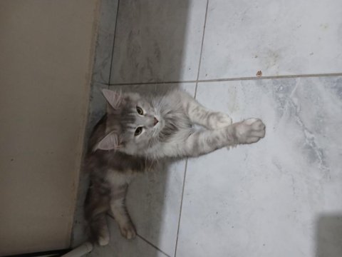 1.5 yaşında tortie maine coon