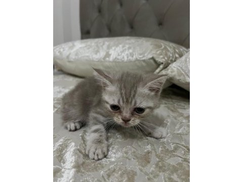 British shorthair yavru