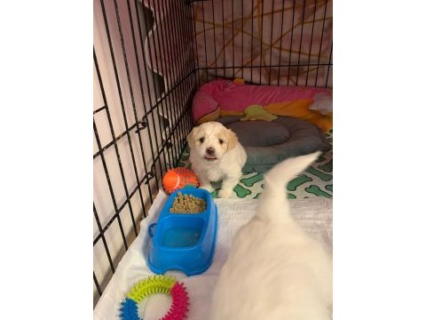 10 ocak doğumlu 1 kız ve 1 erkek terrier (rezerveye açık)
