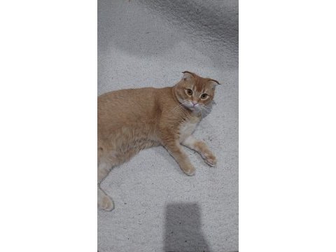 7 aylık aşıları tam erkek british shorthair kedimiz