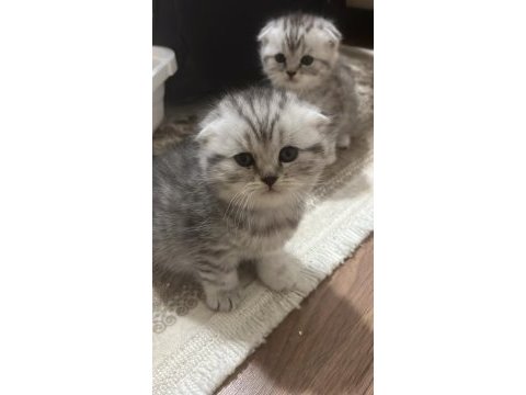 Sevimli scottish fold bebekler