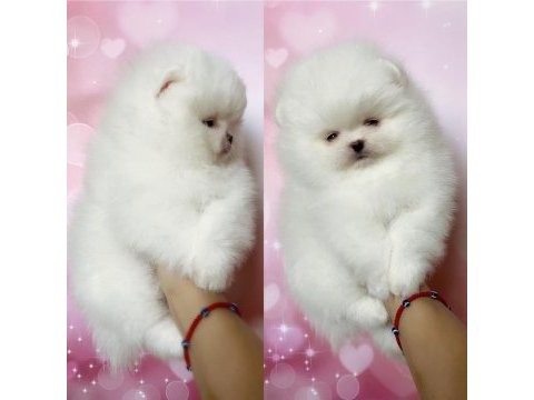 Pomeranian boo teddy