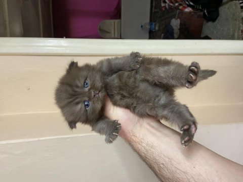 British shorthair chocolate