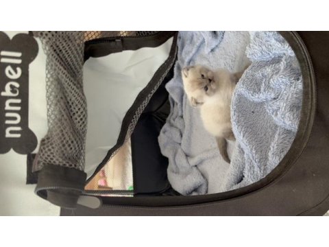 Blue point erkek british shorthair bebeğim