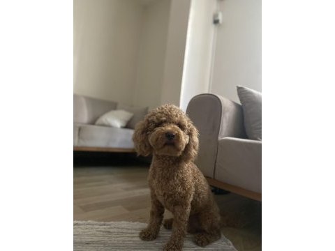 Acil toy poodle