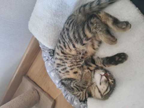 1 şubat doğumlu yavru tekir