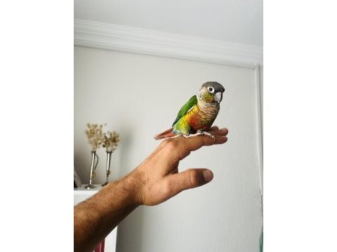 Konur papağanı sahiplenmek ister misiniz?