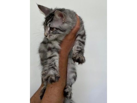 Mco dişi silver tabby blotches