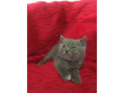 British shorthair minnoslarim
