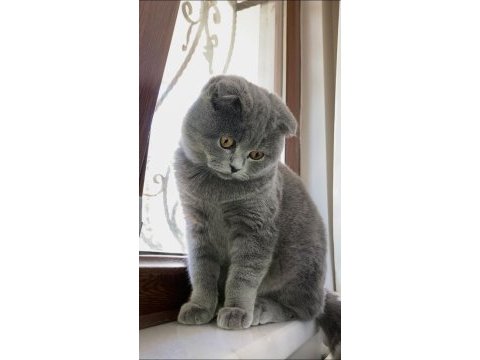 Scottish fold 3 yaşında