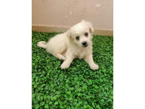 Maltipoo yavrusu