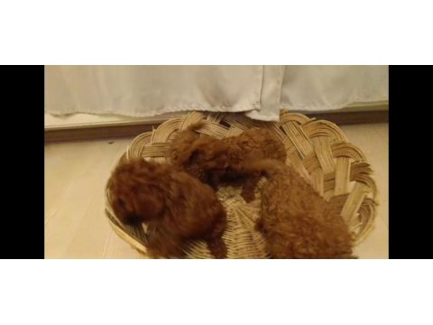 Red brown toy poodle bebekler yeni yuvalarını bekliyorlar