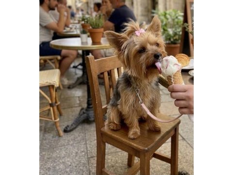 Çok sevecen akıllı prenses köpeğimiz