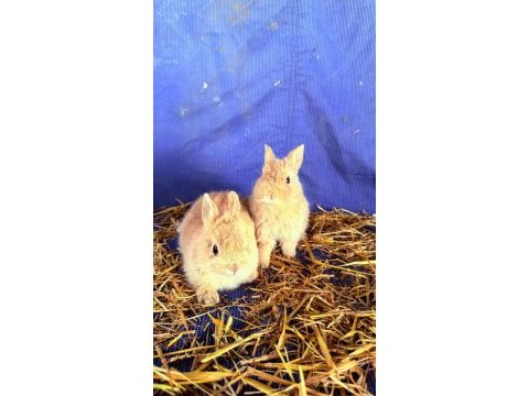 Hollanda lop ve cüce tavşan yavrular