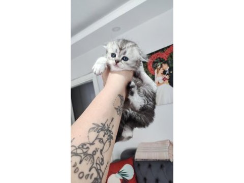 Scottish fold longhair erkek yuva arıyor