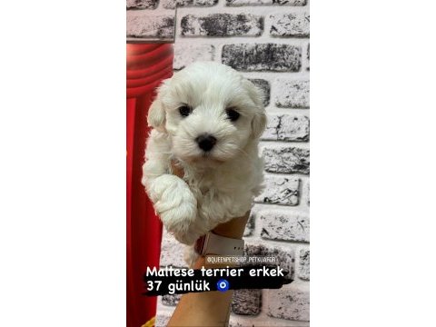 Sağlıklı sıfır numara maltese bebişler