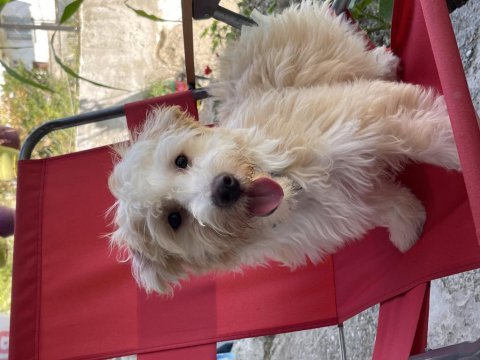 Maltipoo yavrumuz