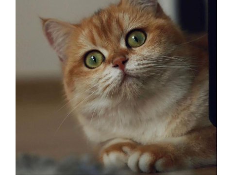 Safkan british shorthair ny12 golden renk dişi 4 yaşında