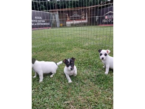 Akkuş üretim çiftliğinden jack russell yavruları