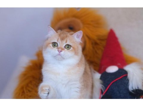 Brıtısh shorthaır golden kısır değil1 yaşında dişi