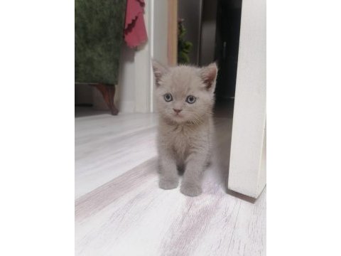 Lilak renginde british shorthair