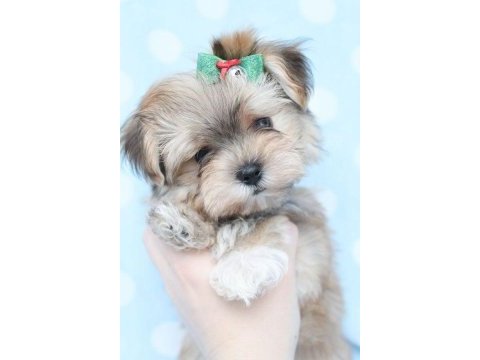 Morkie adrese teslim, kapıda ödeme yapabilirsiniz