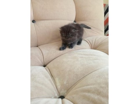 Scottish fold kedimizi sahiplendirme