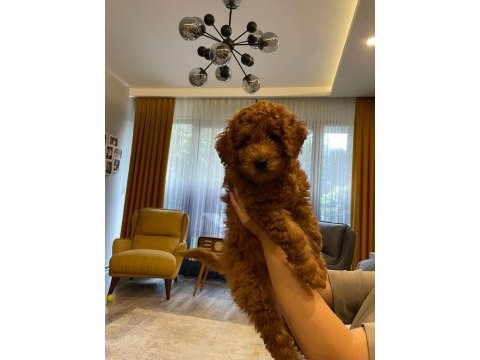 Sevimli minyatür poodle yavrularimiz