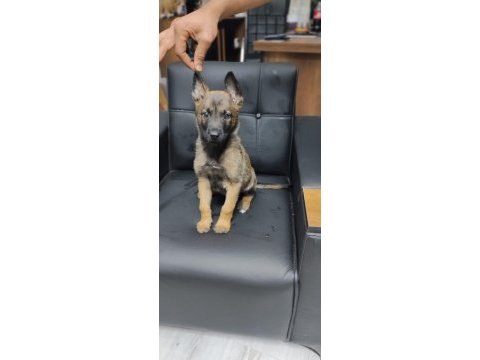 Safkan belçika kurdu yavrularım