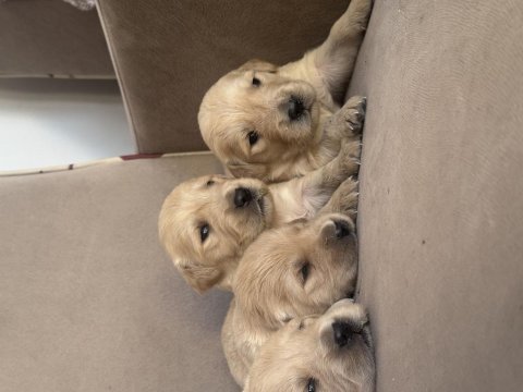Irk ve sağlık garantili golden retriever bebekler