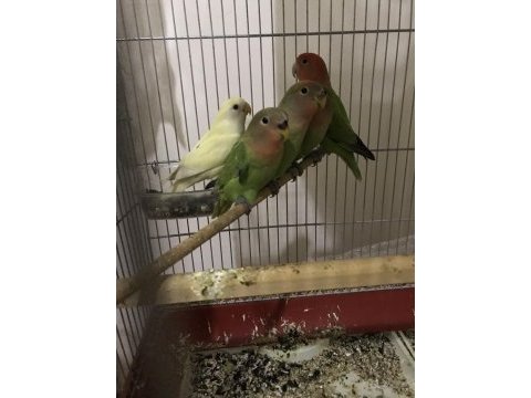 Bebek sevda papağanı eğitime açık