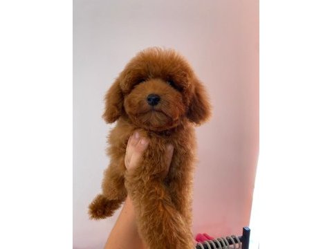 Red brown garantili toy poodle