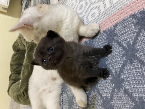 British shorthair mükemmel bebeklerim sizi bekliyor