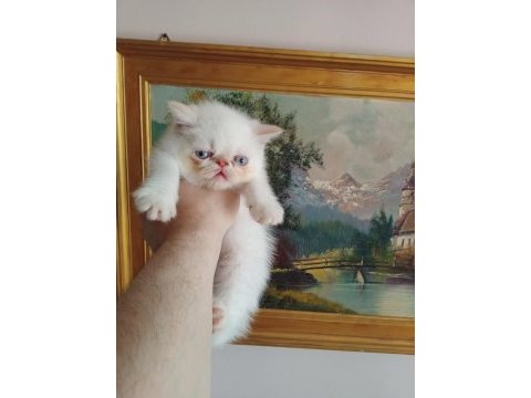 Exotic shorthair ve longhair dişi erkek yavrular