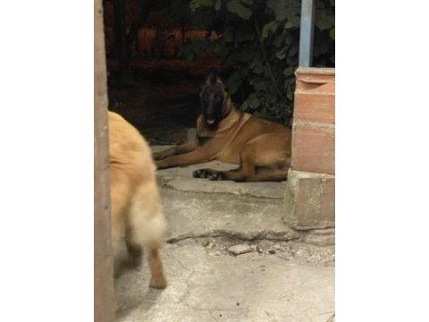 Saf kan malinois ve golden