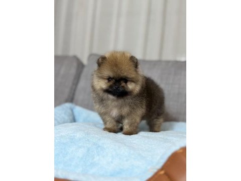 Tea cup orange ayı surat pomeranian boo