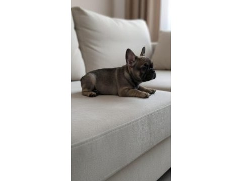 Exotic ve taşıyıcı harika french bulldog bebekler
