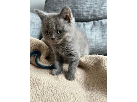 Efsane yavru safkan british shorthair bebekler