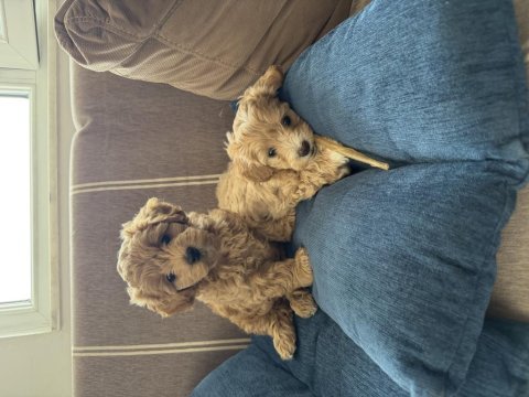 Teacup kore maltipoo hipoalerjenik ırk garantili yavrular